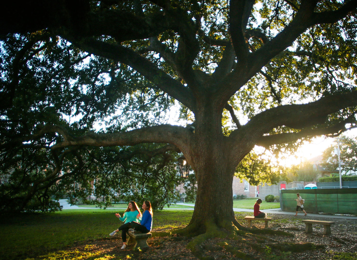 Students sitting on benches underneath campus oak tree 