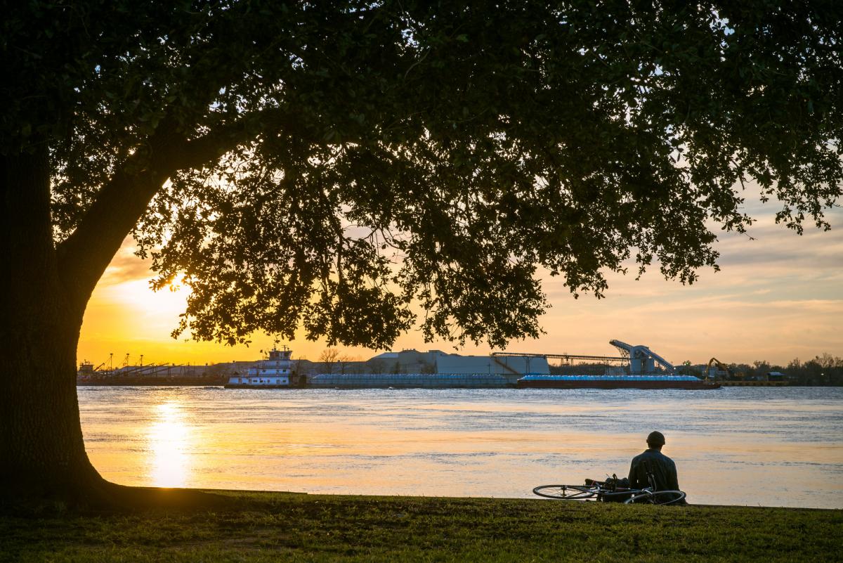 Oak tree sunset