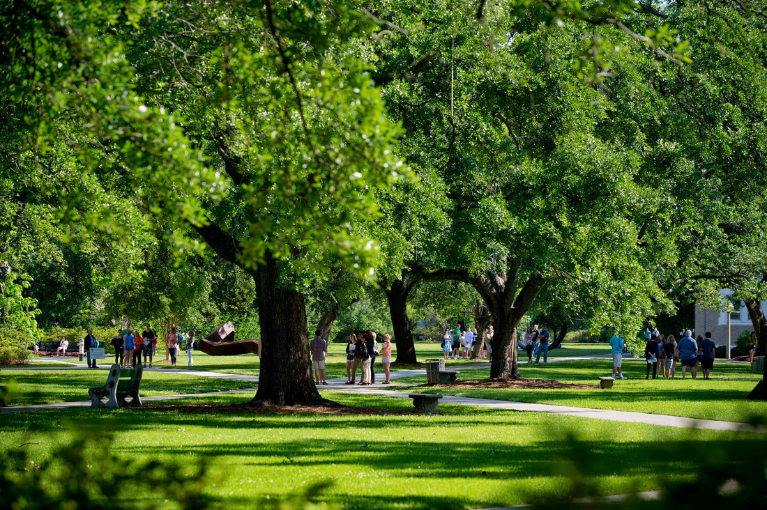 Tour groups under oaks